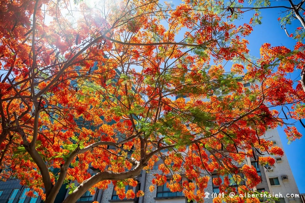 台南運河鳳凰花．台南安平景點（驪歌響起時就是火紅鳳凰花綻放時）