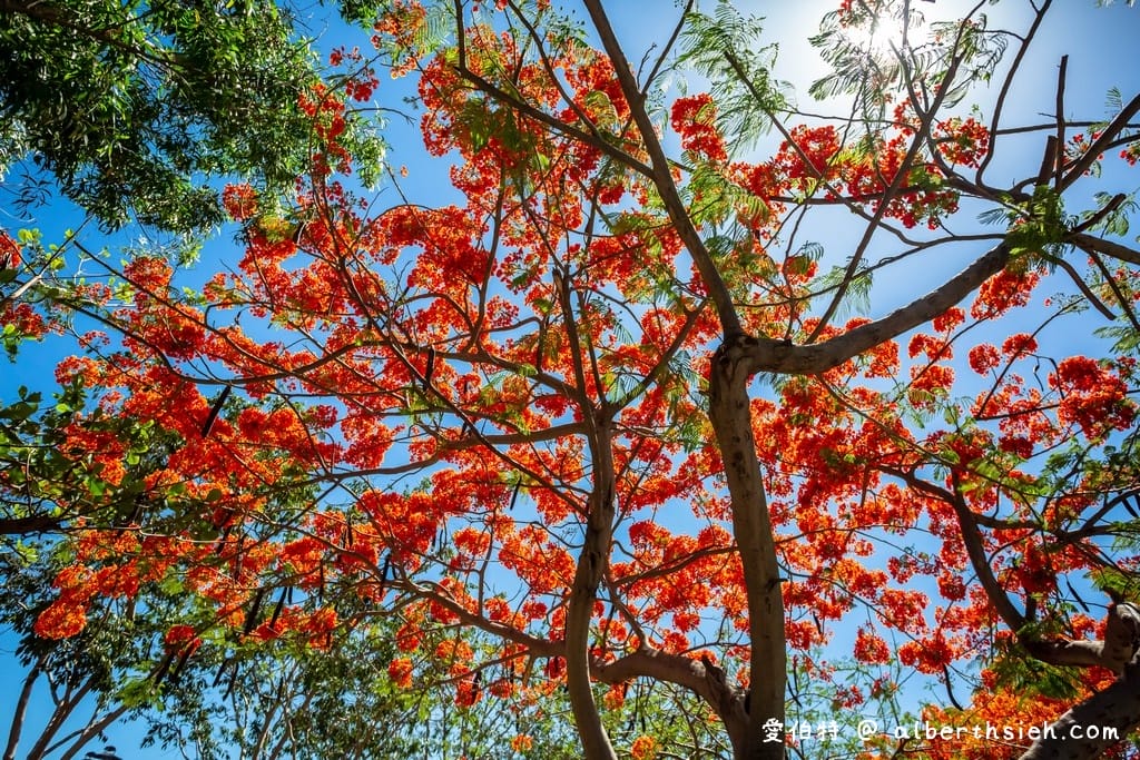 台南運河鳳凰花．台南安平景點（驪歌響起時就是火紅鳳凰花綻放時）