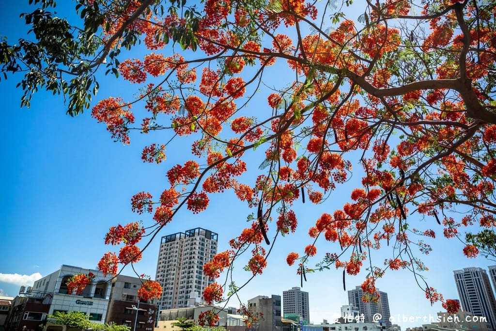 台南運河鳳凰花．台南安平景點（驪歌響起時就是火紅鳳凰花綻放時）