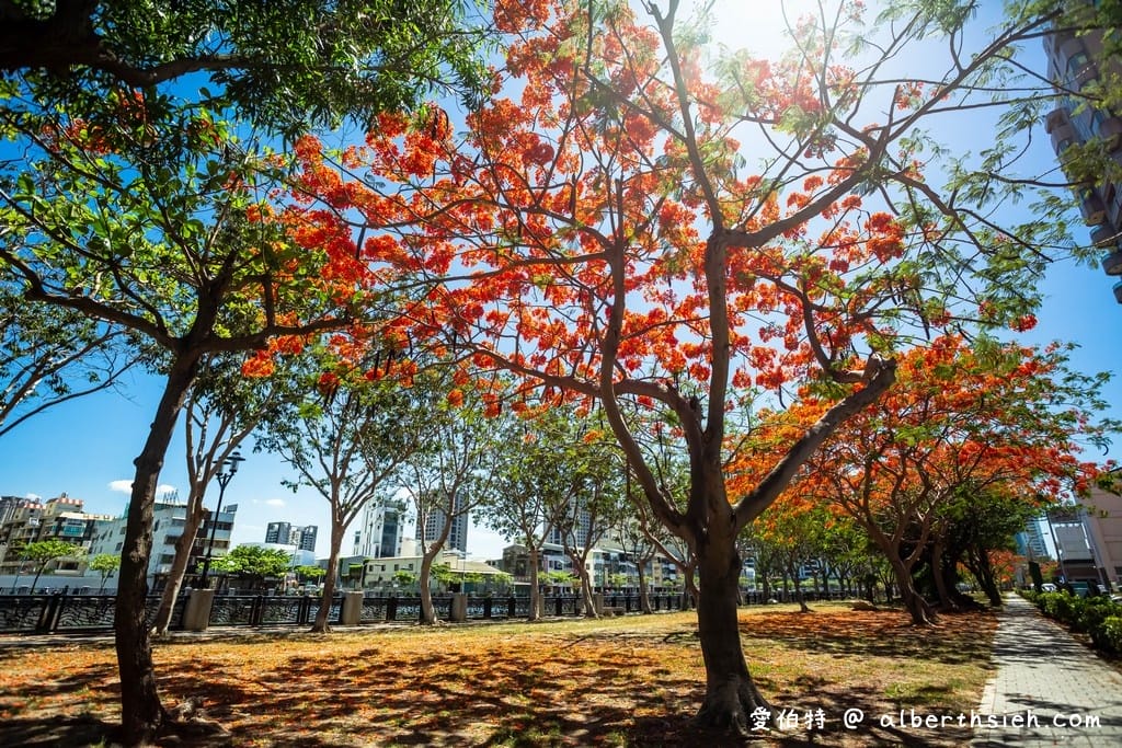 台南運河鳳凰花．台南安平景點（驪歌響起時就是火紅鳳凰花綻放時）