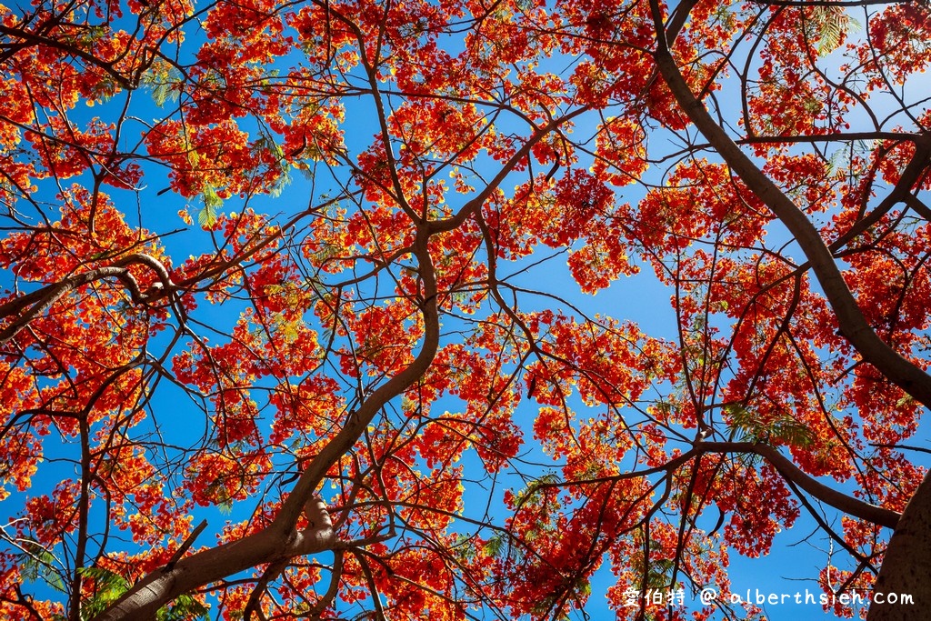 台南運河鳳凰花．台南安平景點（驪歌響起時就是火紅鳳凰花綻放時） @愛伯特