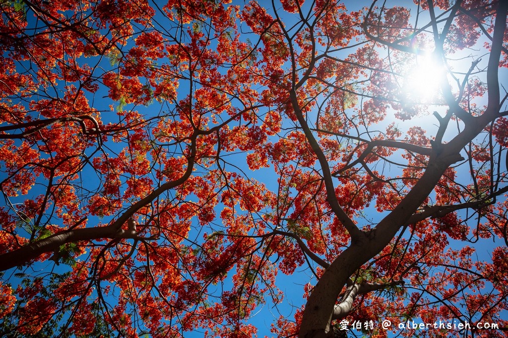 台南運河鳳凰花．台南安平景點（驪歌響起時就是火紅鳳凰花綻放時） @愛伯特