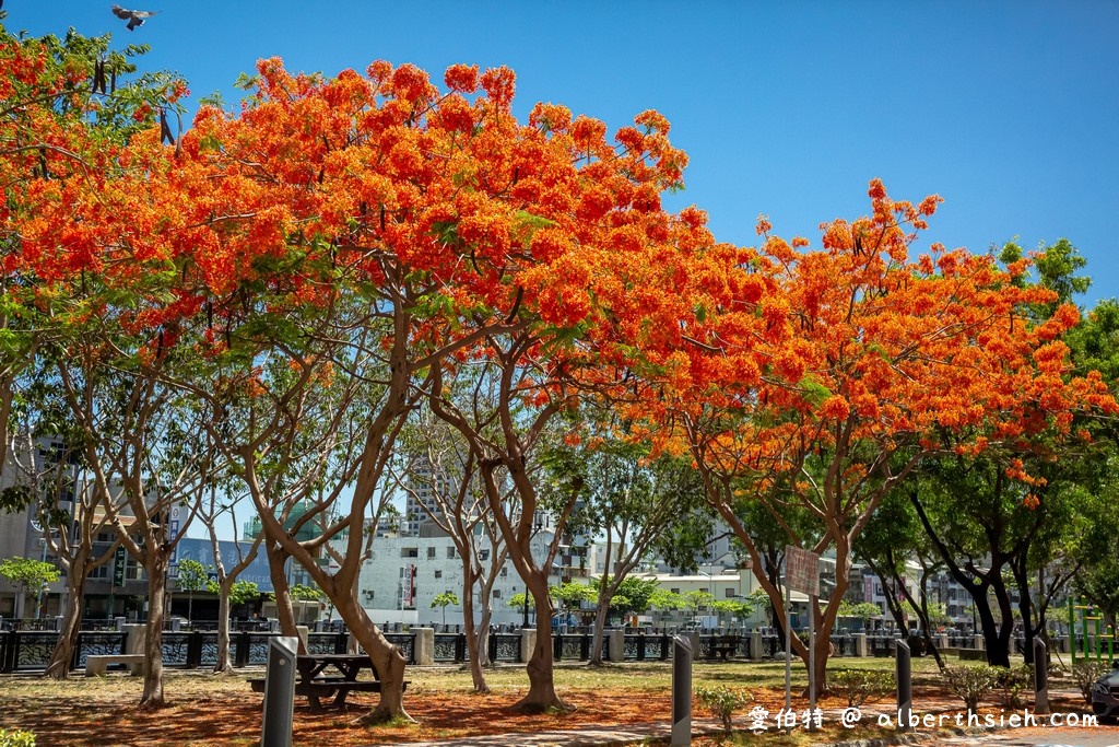 台南運河鳳凰花．台南安平景點（驪歌響起時就是火紅鳳凰花綻放時） @愛伯特