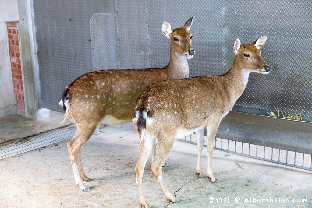 嘉義民雄三隻小豬觀光農場（門票優惠，50元看小動物，戲水，沙坑） @愛伯特