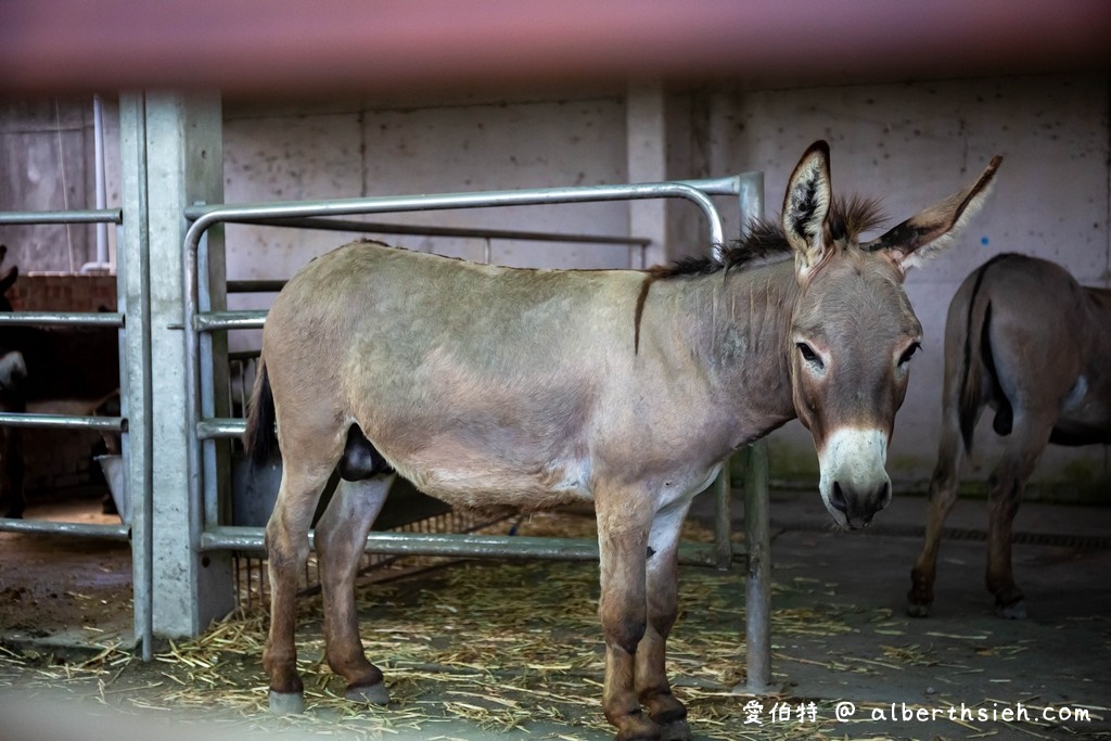 嘉義民雄三隻小豬觀光農場（門票優惠，50元看小動物，戲水，沙坑） @愛伯特