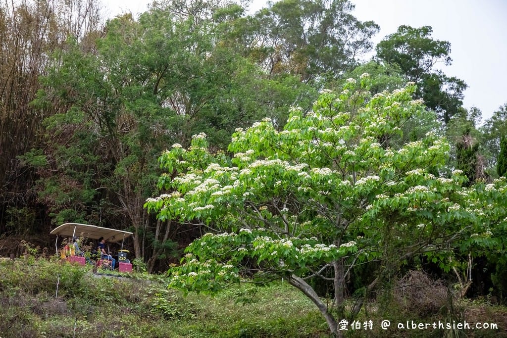 苗栗三義景觀餐廳・青松自在（龍騰斷橋旁，庭院草皮沙坑，親子景觀下午茶咖啡廳）