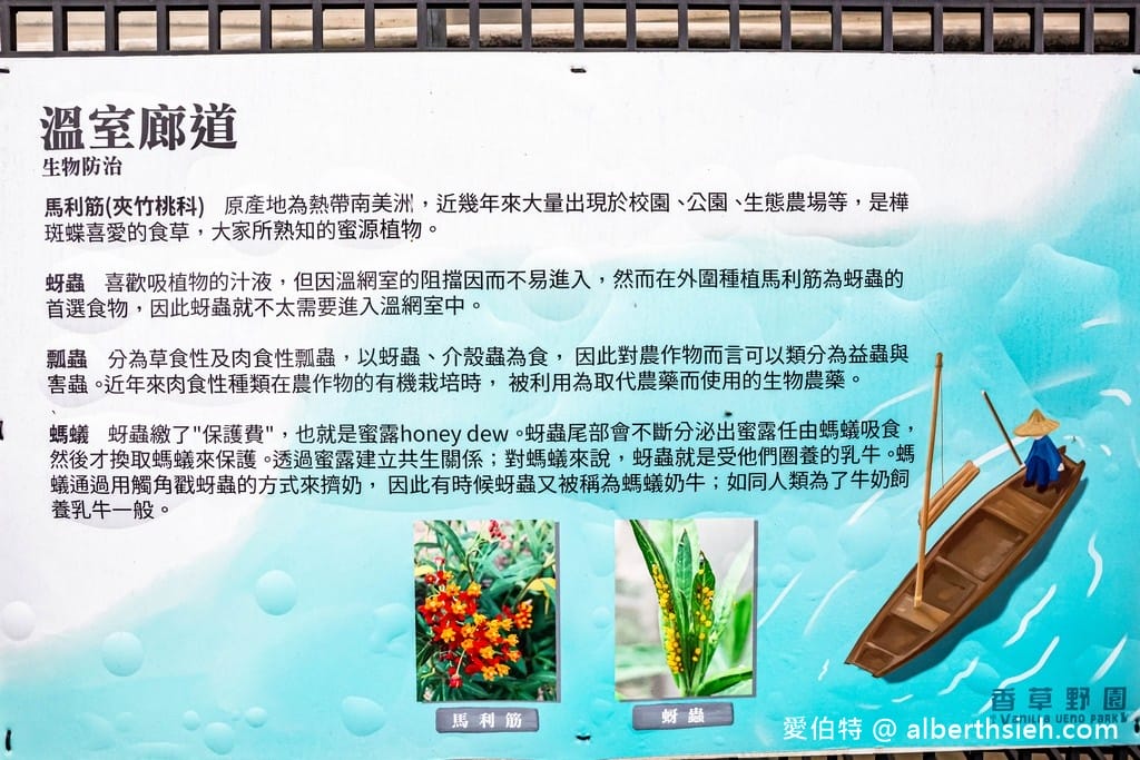 大溪河西農村體驗（中庄香草野園割韭菜/韭菜青醬DIY，南興神農永昌宮/藍晒DIY）