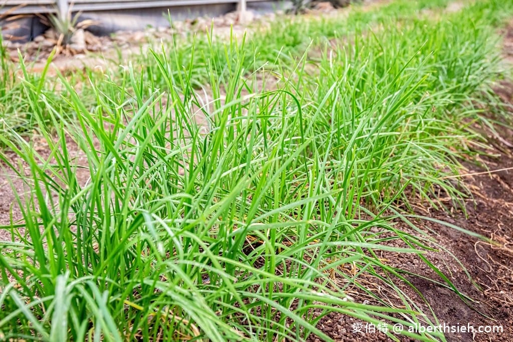 大溪河西農村體驗（中庄香草野園割韭菜/韭菜青醬DIY，南興神農永昌宮/藍晒DIY）