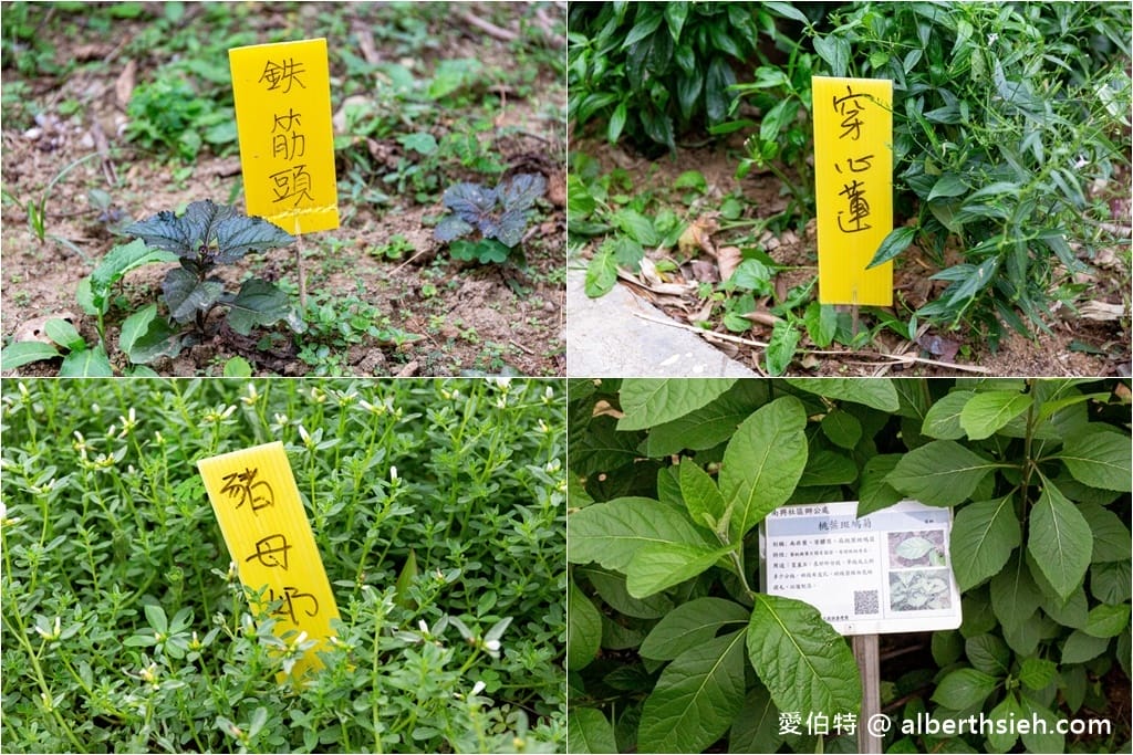大溪河西農村體驗（中庄香草野園割韭菜/韭菜青醬DIY，南興神農永昌宮/藍晒DIY）