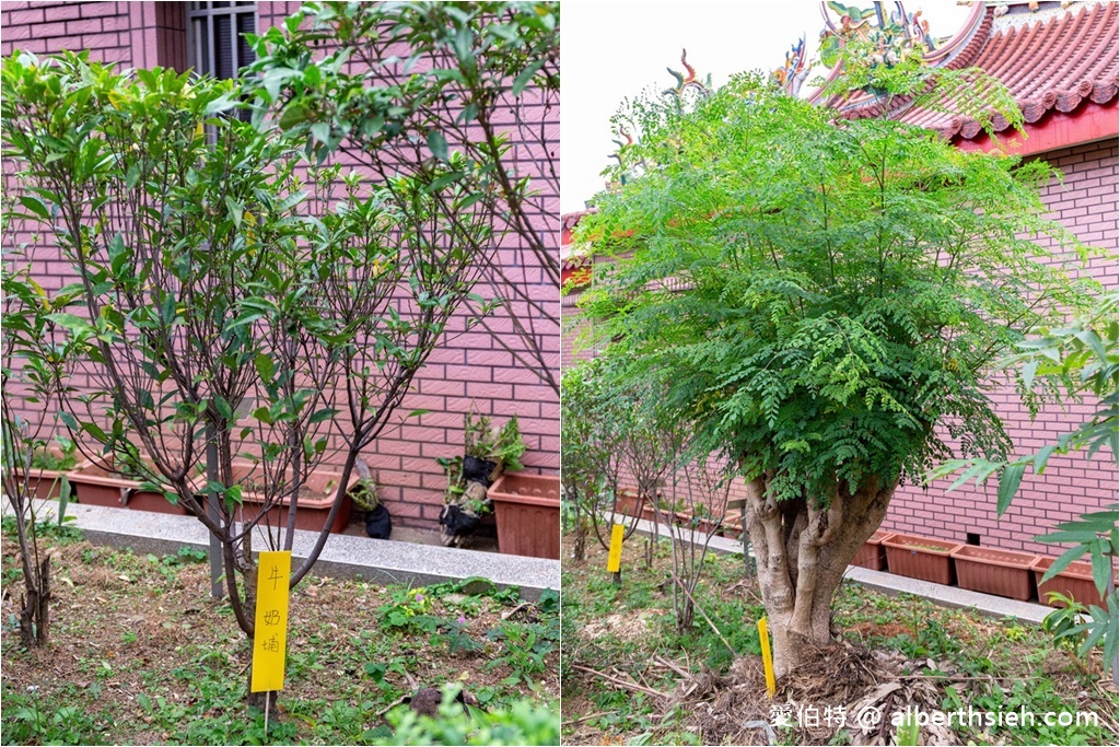 大溪河西農村體驗（中庄香草野園割韭菜/韭菜青醬DIY，南興神農永昌宮/藍晒DIY） @愛伯特