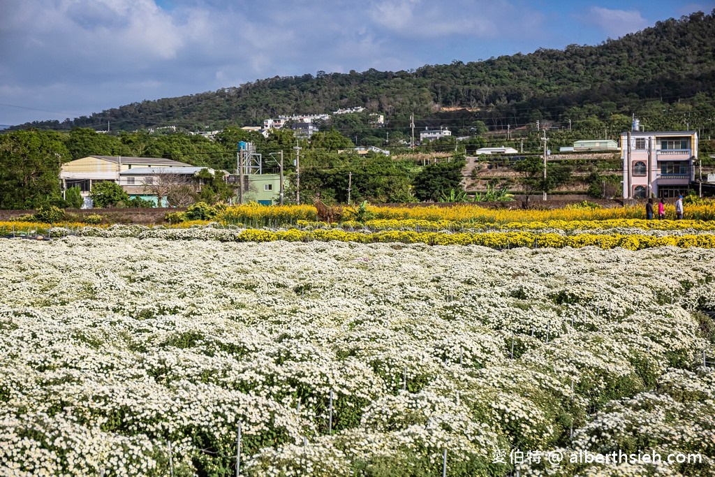 2021苗栗銅鑼杭菊最新花況（11月雪限時半個月，賞花地點/賞花時間/一日遊行程） @愛伯特