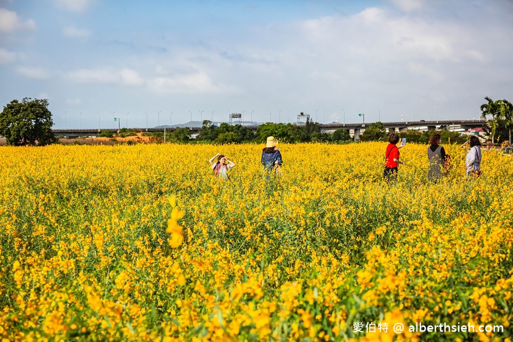 2021苗栗銅鑼杭菊最新花況（11月雪限時半個月，賞花地點/賞花時間/一日遊行程） @愛伯特