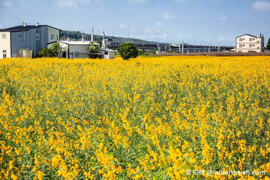 2021苗栗銅鑼杭菊最新花況（11月雪限時半個月，賞花地點/賞花時間/一日遊行程） @愛伯特