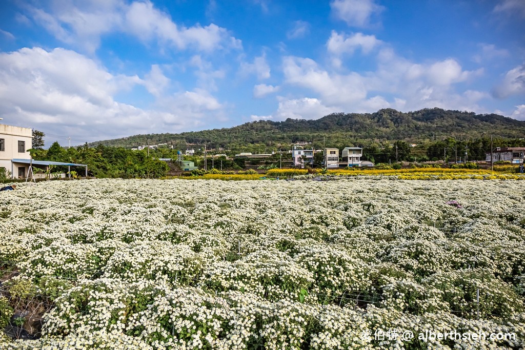 2021苗栗銅鑼杭菊最新花況（11月雪限時半個月，賞花地點/賞花時間/一日遊行程） @愛伯特