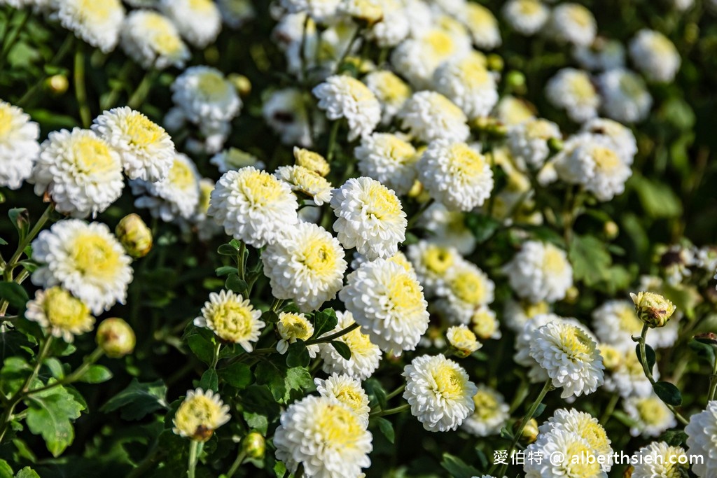 2021苗栗銅鑼杭菊最新花況（11月雪限時半個月，賞花地點/賞花時間/一日遊行程） @愛伯特