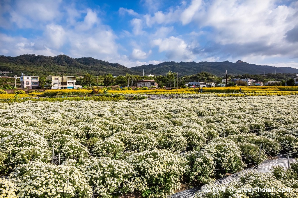 2022銅鑼杭菊賞花情報看這裡！（賞花地點路線推薦/賞花時間/一日遊行程，11月雪限時半個月） @愛伯特