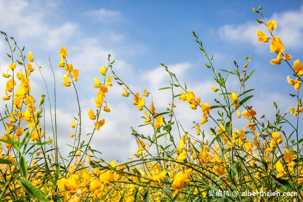 2021苗栗銅鑼杭菊最新花況（11月雪限時半個月，賞花地點/賞花時間/一日遊行程） @愛伯特