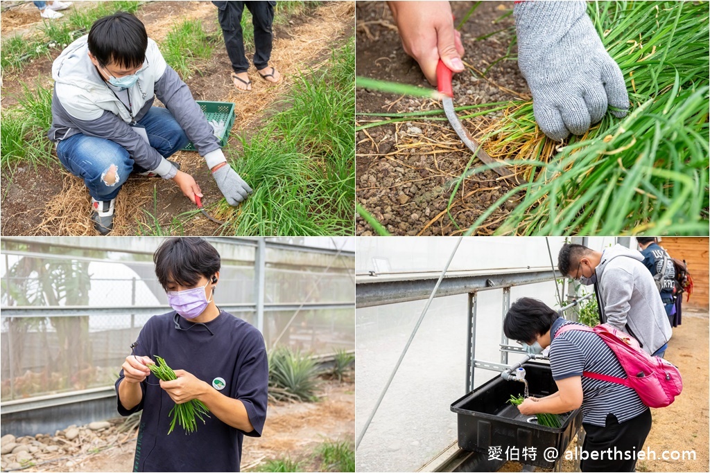 大溪河西農村體驗（中庄香草野園割韭菜/韭菜青醬DIY，南興神農永昌宮/藍晒DIY） @愛伯特