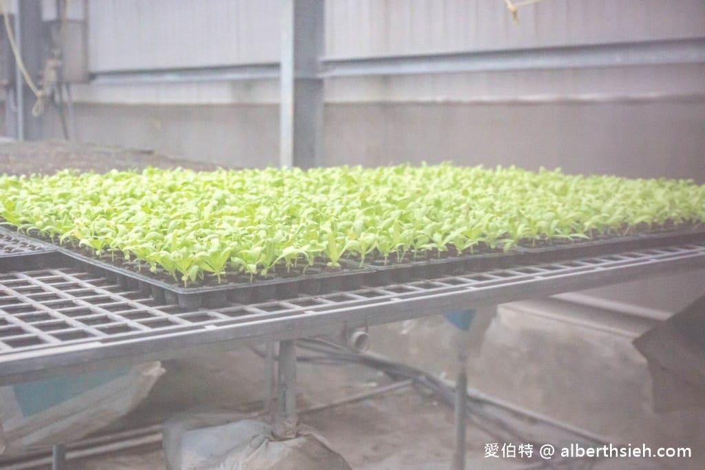 桃園大溪有機農場．香草野園（割韭菜，韭菜青醬DIY，了解韭菜的故事）
