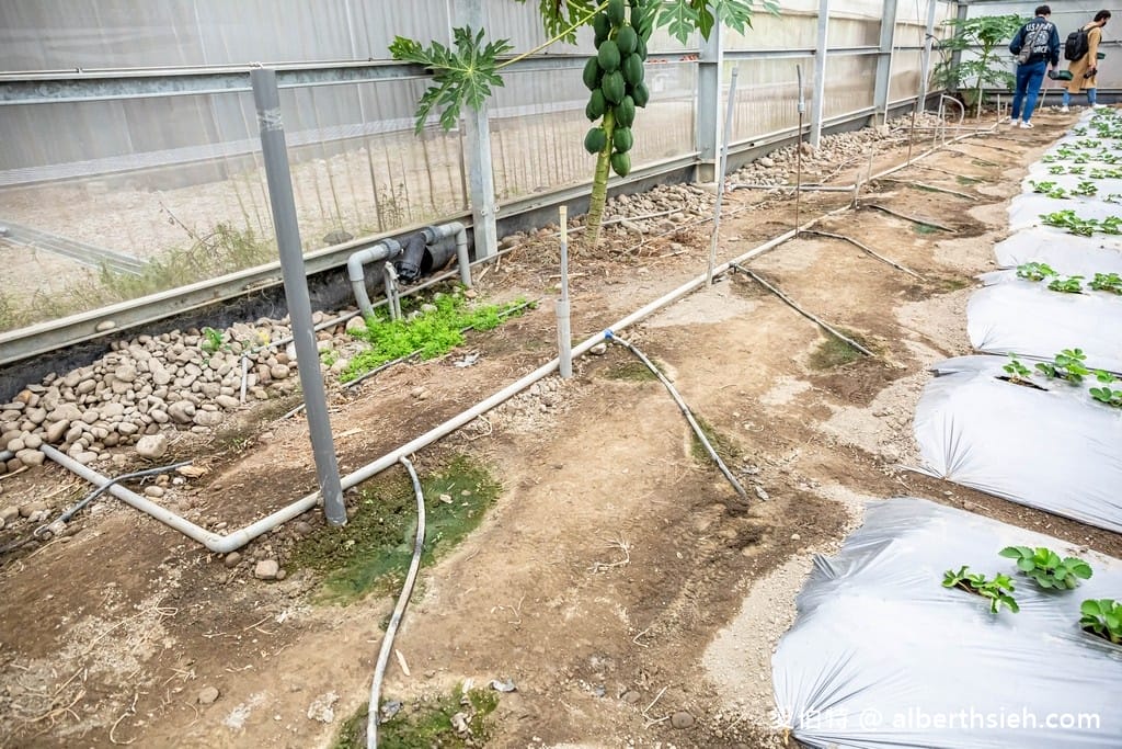桃園大溪有機農場．香草野園（割韭菜，韭菜青醬DIY，了解韭菜的故事）