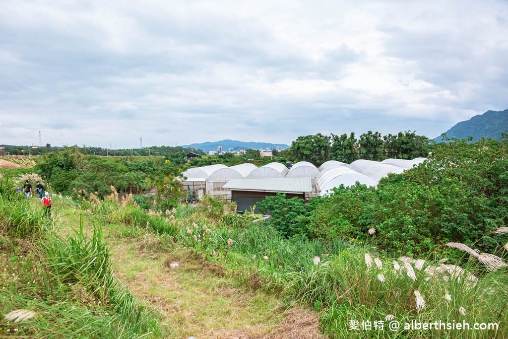 桃園大溪有機農場．香草野園（割韭菜，韭菜青醬DIY，了解韭菜的故事）