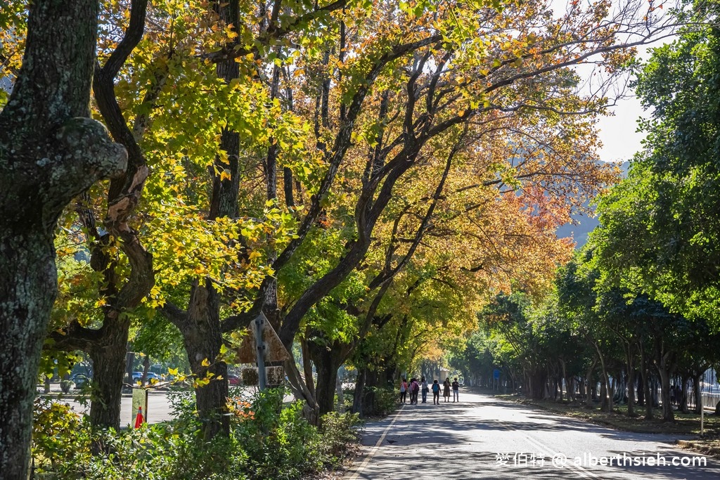 2022石門水庫楓葉紅了嗎？最新現況（楓林大道，石門水庫壩頂，交通資訊，周邊景點一日遊） @愛伯特