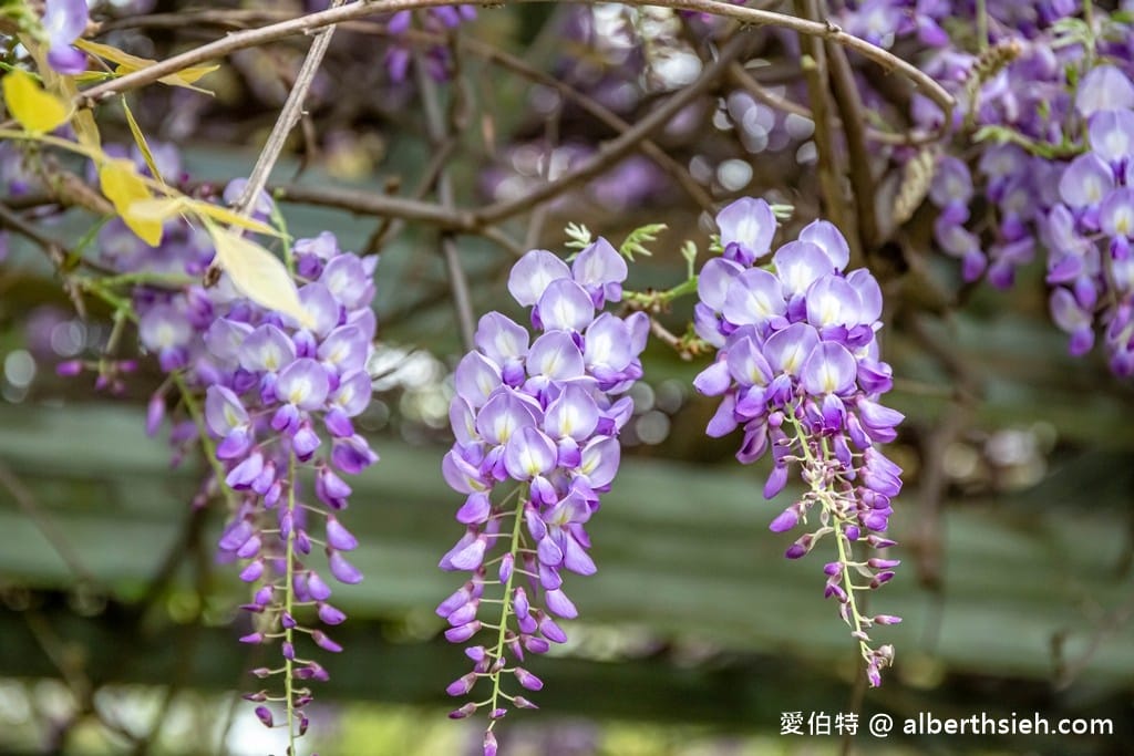 桃園中壢親子半日遊行程．元生公園＆星河親子公園（150米浪漫紫藤花棚隨你拍，三組大型遊具讓小朋友奔跑放電）￼