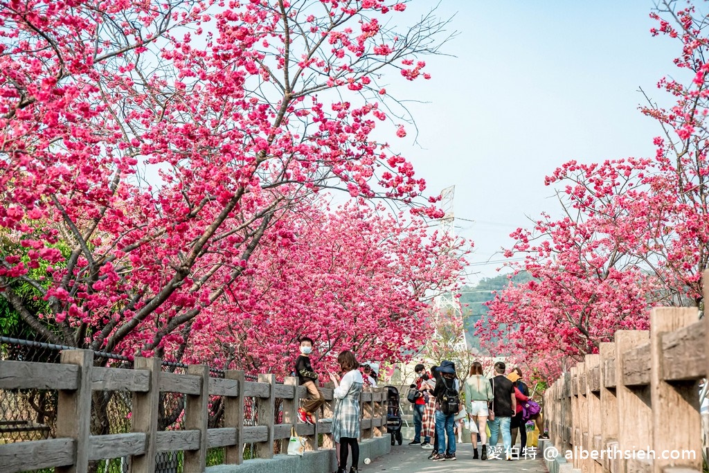 台中后里賞花2月3月期間限定（泰安派出所櫻花，崴立櫻花公園，后科路炮仗花） @愛伯特