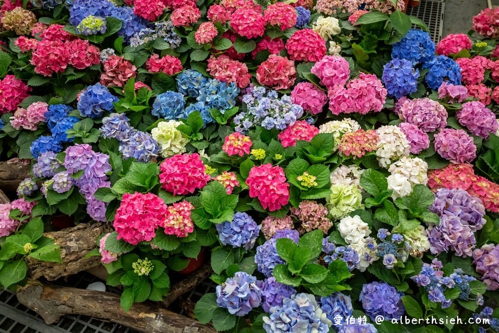 桃園繡球花季2022第2屆．時間、9處賞花地點