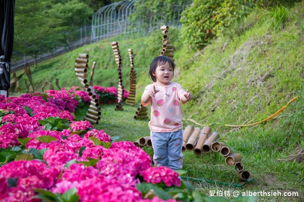 桃園繡球花季2022（超美超夢幻的繡球花海實地拍攝，萬株綻放山巒必看）