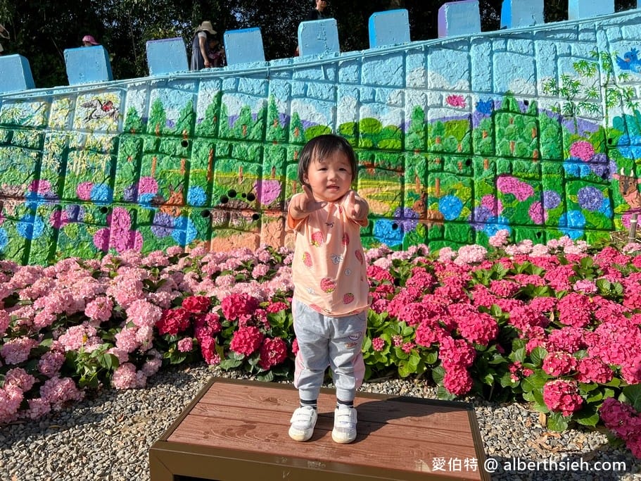 桃園繡球花季2022（超美超夢幻的繡球花海實地拍攝，萬株綻放山巒必看）