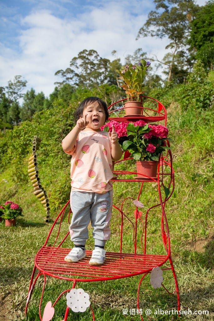 桃園繡球花季2022（超美超夢幻的繡球花海實地拍攝，萬株綻放山巒必看）