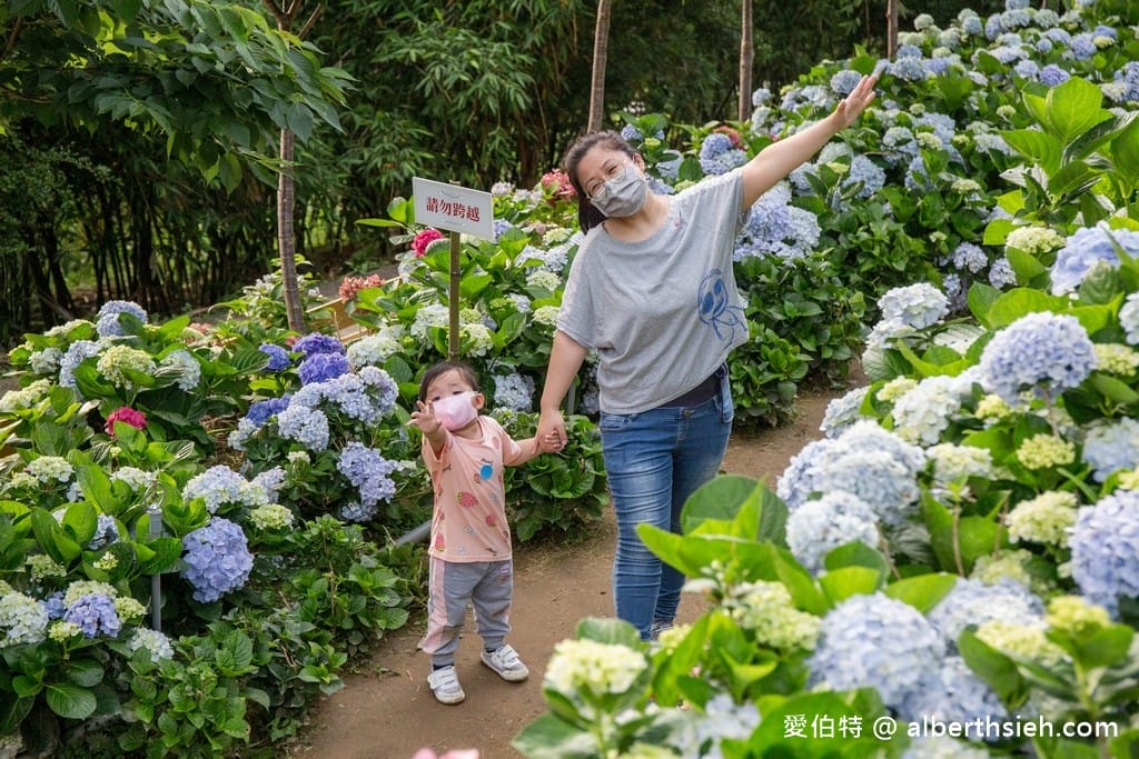 桃園繡球花季2022（超美超夢幻的繡球花海實地拍攝，萬株綻放山巒必看）
