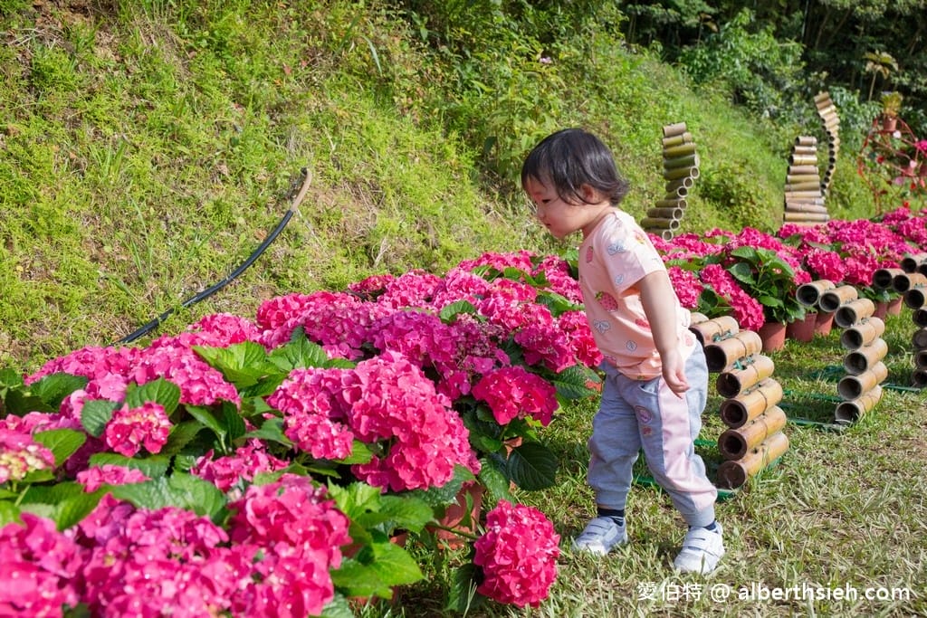 桃園繡球花季2022（超美超夢幻的繡球花海實地拍攝，萬株綻放山巒必看）
