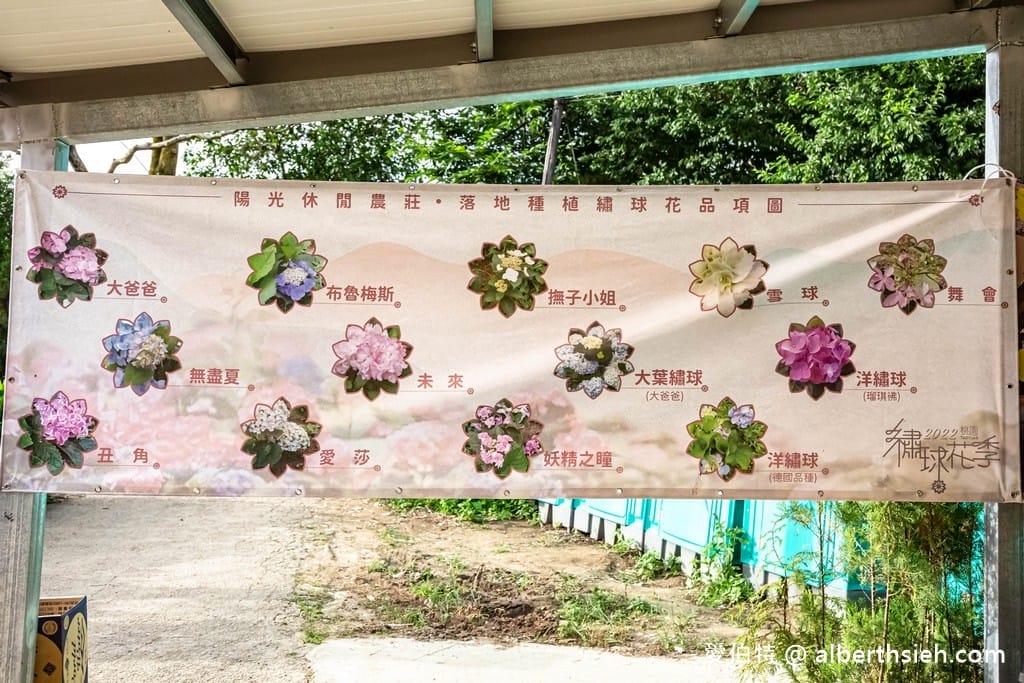 桃園繡球花季2022（超美超夢幻的繡球花海實地拍攝，萬株綻放山巒必看）