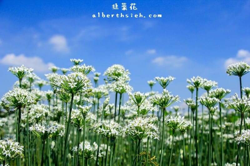 2022桃園韭菜花節．大溪韭月雪（九月雪賞花花期，活動交通地址，一日遊推薦）