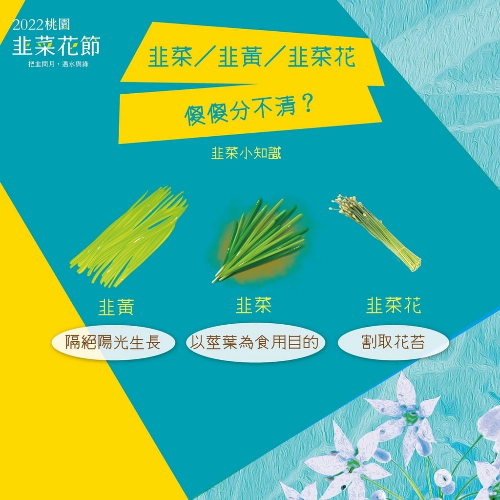 2022桃園韭菜花節．大溪韭月雪（九月雪賞花花期，活動交通地址，一日遊推薦）