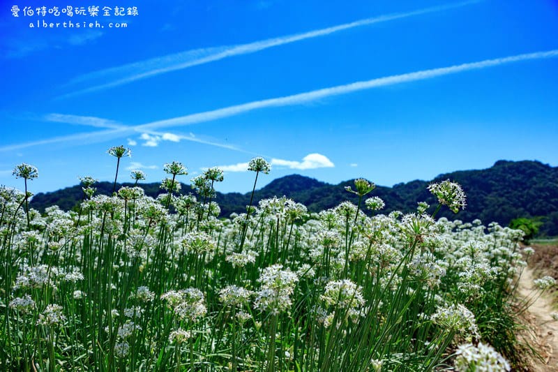2022桃園韭菜花節．大溪韭月雪（九月雪賞花花期，活動交通地址，一日遊推薦）