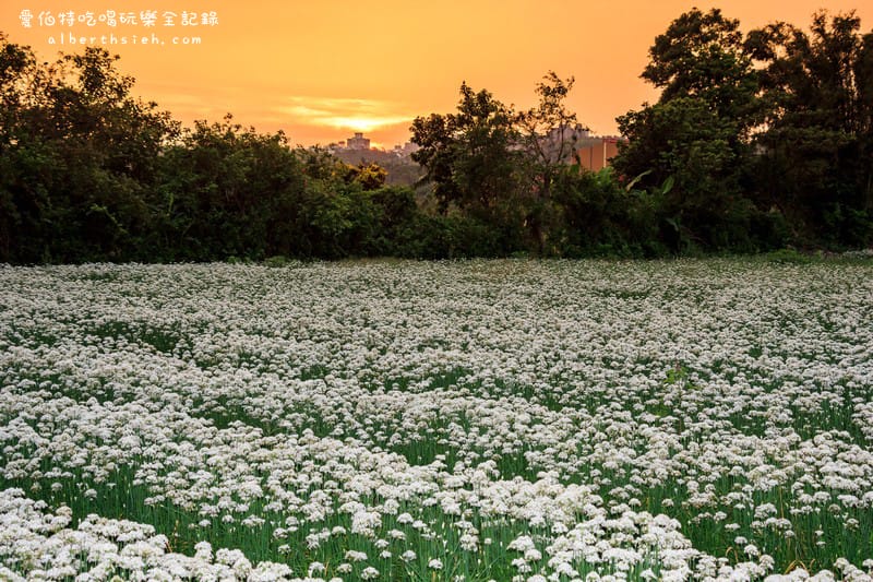 2022桃園韭菜花節．大溪韭月雪（九月雪賞花花期，活動交通地址，一日遊推薦）
