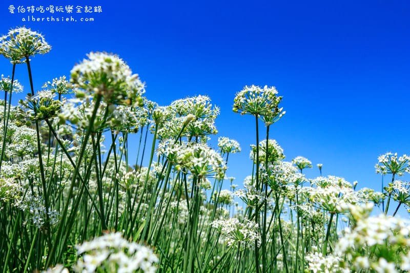 2022桃園韭菜花節．大溪韭月雪（九月雪賞花花期，活動交通地址，一日遊推薦）