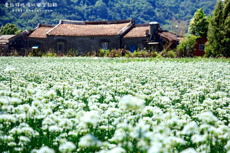 2022桃園韭菜花節．大溪韭月雪（九月雪賞花花期，活動交通地址，一日遊推薦）