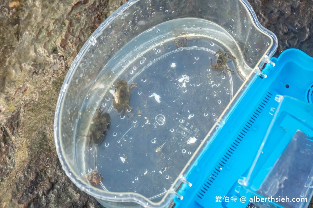 新北東北角親子玩水｜瑞芳蝙蝠洞公園（撈魚抓螃蟹、浮潛勝地） @愛伯特