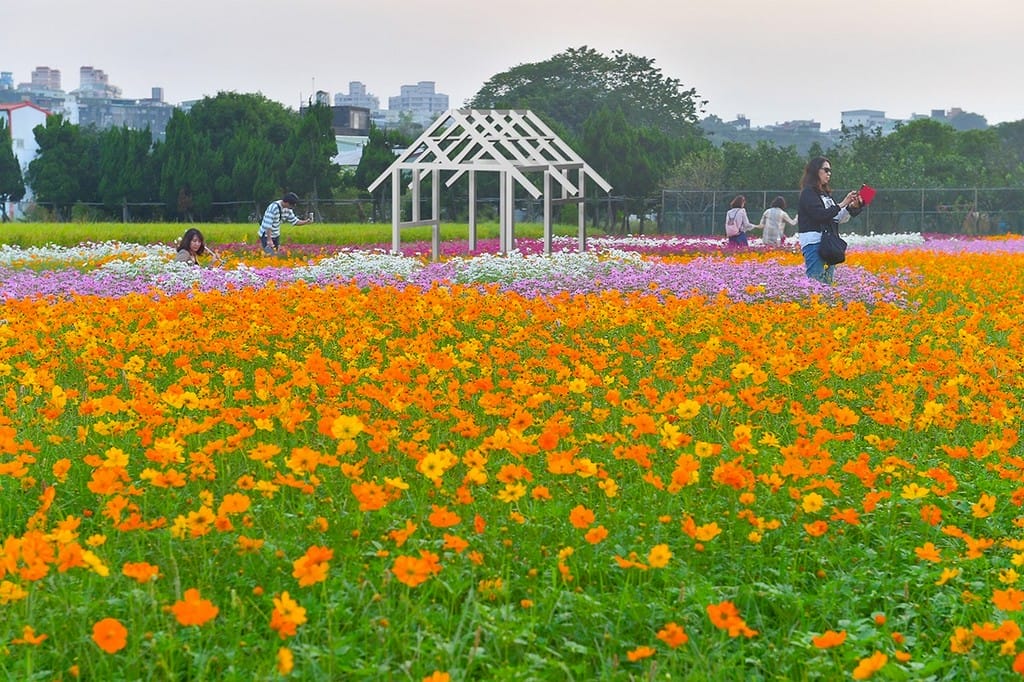 2022桃園花彩節大溪花彩節（時間/交通接駁/主題活動，順遊月眉落羽松更好玩）