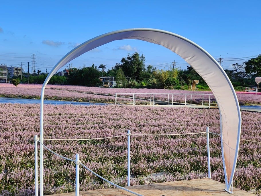 2022桃園仙草花節怎麼去？一日遊？桃園版薰衣草花海/超美紫爆仙境/交通交管/接駁車/停車位置）