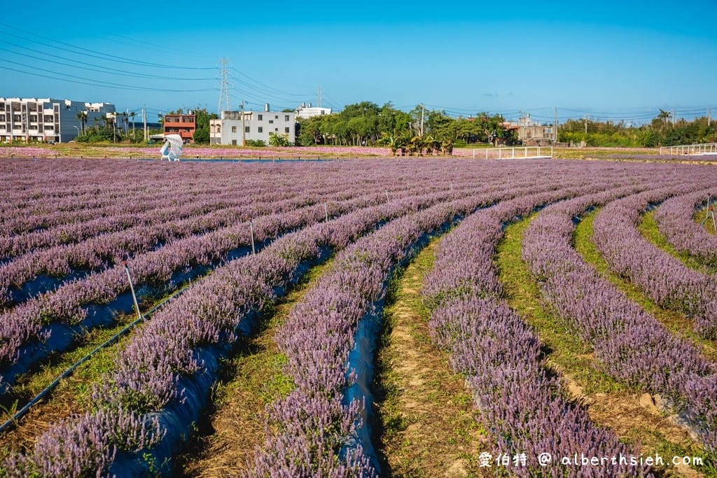2022桃園仙草花節怎麼去？一日遊？桃園版薰衣草花海/超美紫爆仙境/交通交管/接駁車/停車位置）
