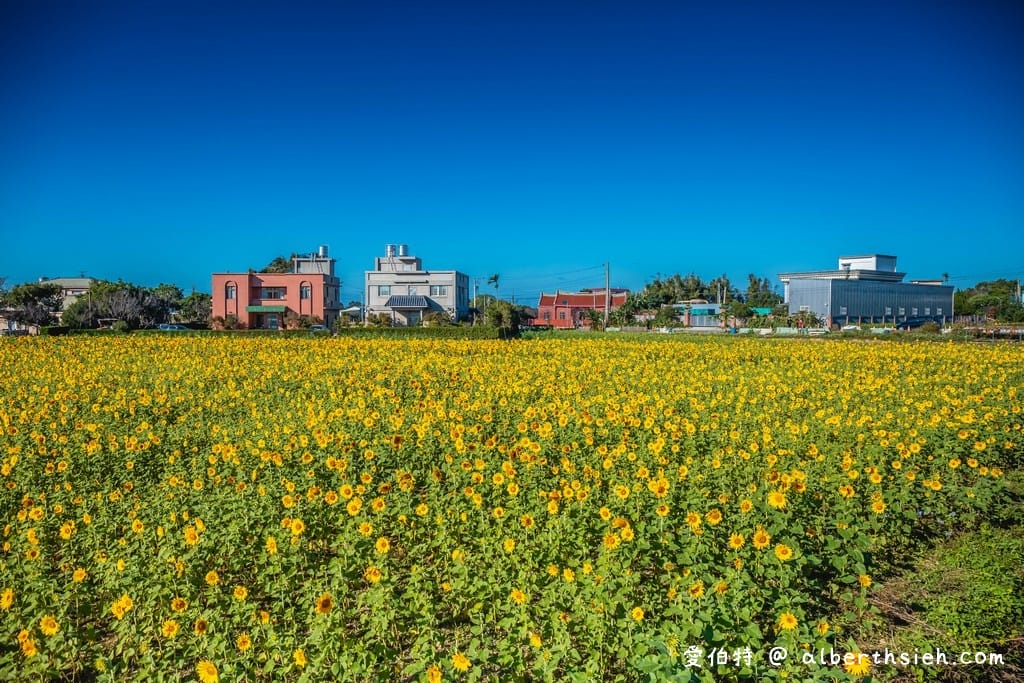 2022桃園仙草花節怎麼去？一日遊？桃園版薰衣草花海/超美紫爆仙境/交通交管/接駁車/停車位置）