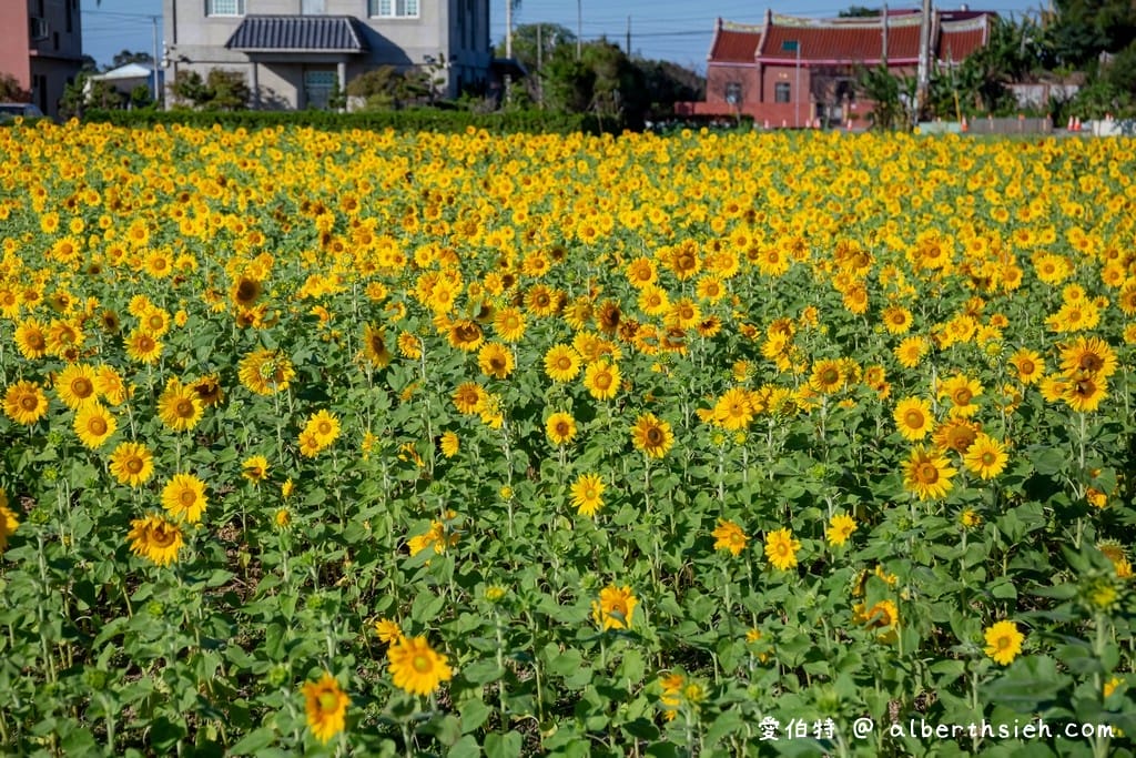 2022桃園仙草花節怎麼去？一日遊？桃園版薰衣草花海/超美紫爆仙境/交通交管/接駁車/停車位置）