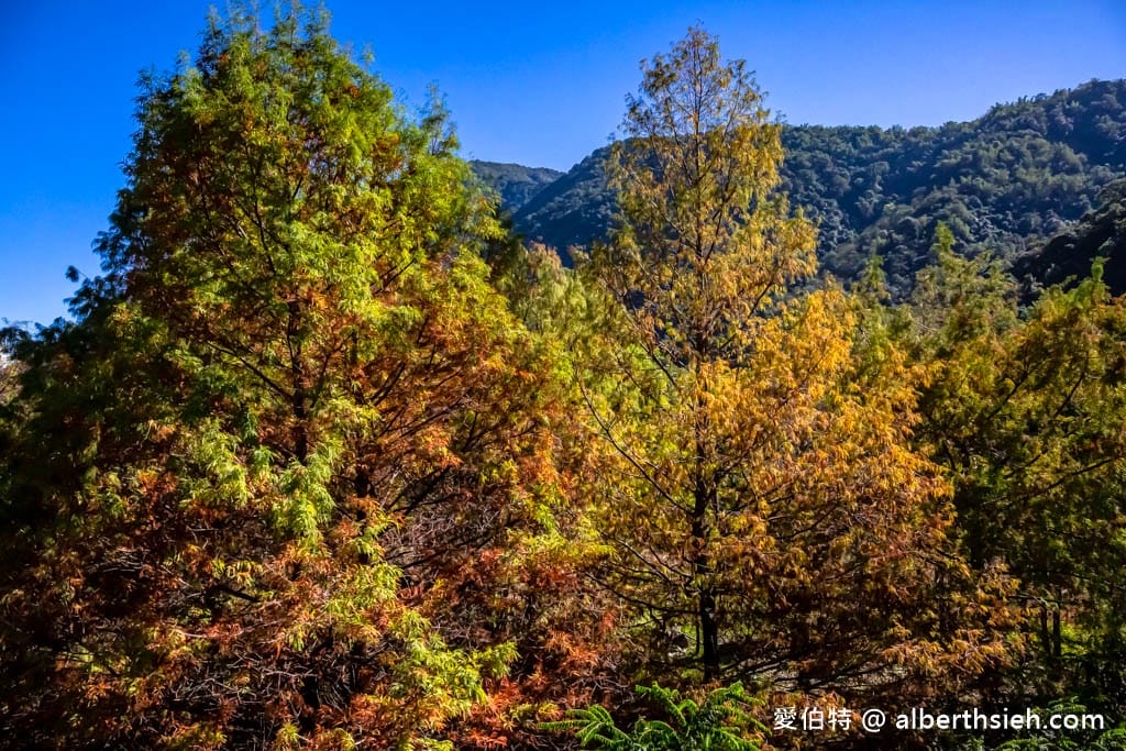 楓樺台一渡假村．南投埔里親子住宿（滿滿芬多精，綠意盎然還有冷熱雙湯池超舒適）