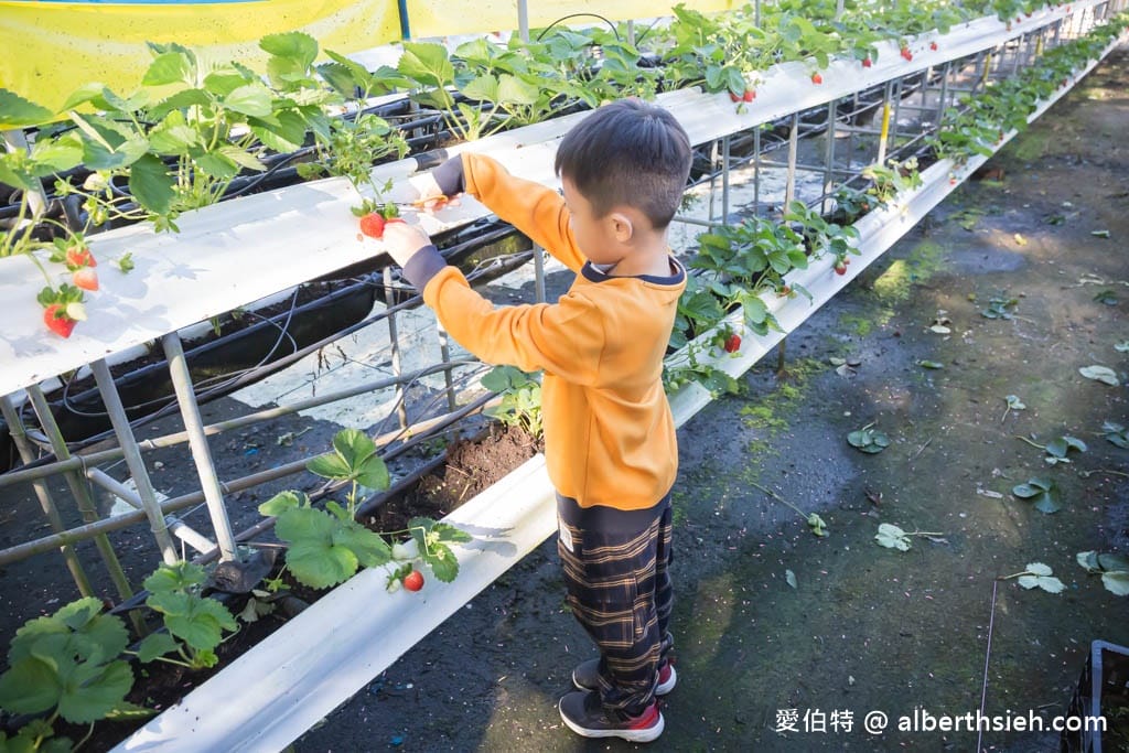 南投埔里採草莓推薦．台一生態休閒農場（無毒草莓季開跑，草莓盒隨你裝到滿最低只要150）