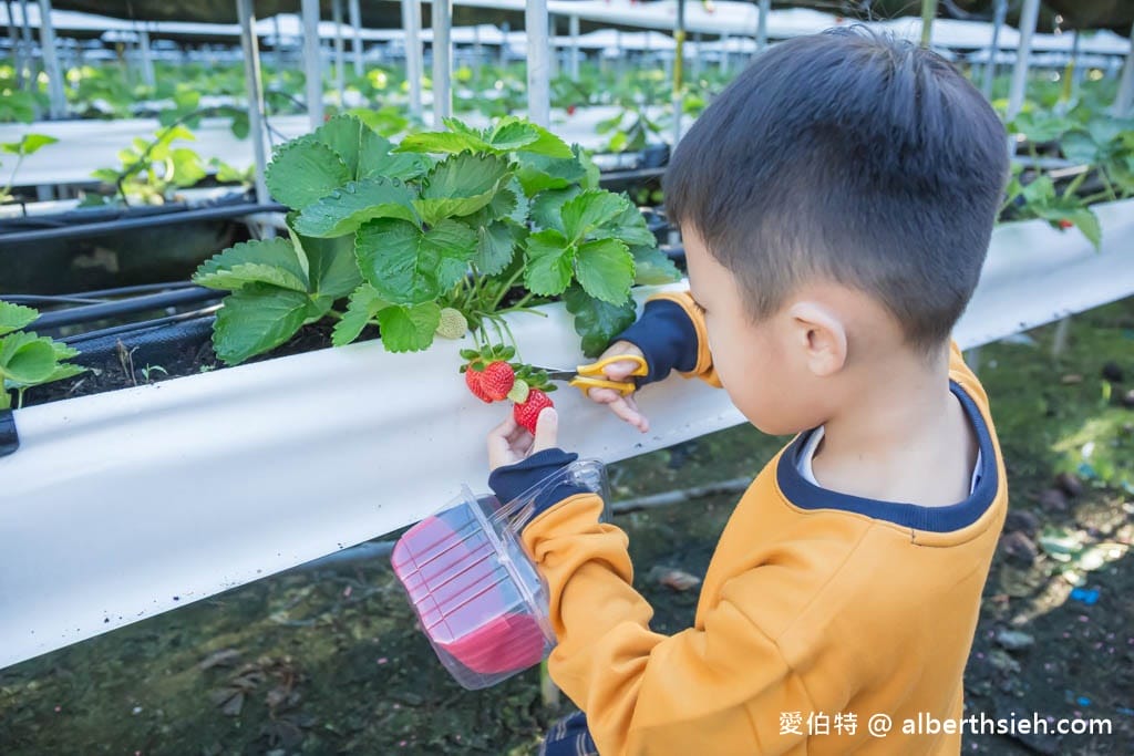 南投埔里採草莓推薦．台一生態休閒農場（無毒草莓季開跑，草莓盒隨你裝到滿最低只要150）
